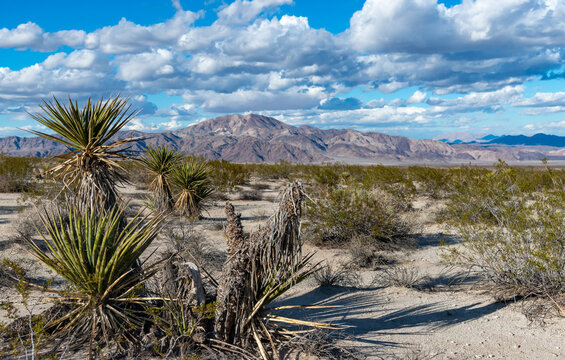 Landscape of stone desert in California, a giant yucca in Joshua Tree National Park, CA
