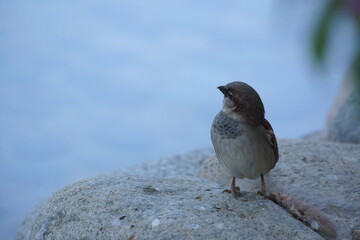 Small brown bird with small beak perched on stone overlooking calm, shallow pond