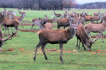 Fototapeta premium A view of a Red Deer Stag