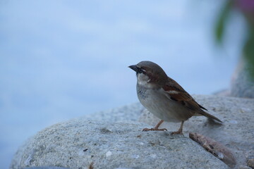 Small brown bird with small beak perched on stone overlooking calm, shallow pond