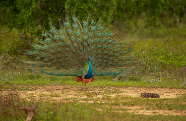 Obraz premium Peacock is the name given to two species of birds from the Pavo genus from the pheasant family. During the courtship period, the male peacock is known for his tails, which he displays openly.
