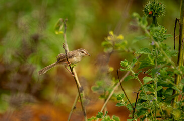a small plain prinia bird perched at the end of a wood. plain prinia