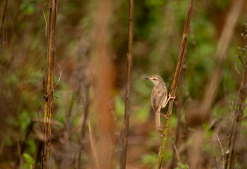 a small plain prinia bird perched at the end of a wood. plain prinia