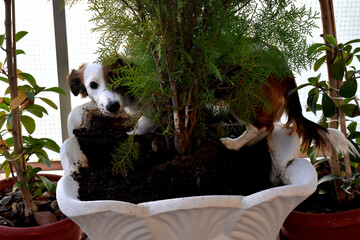 dog  digs in a pot