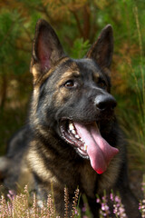 German Shepherd among pine branches, portrait of a herder