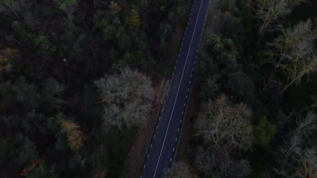 Plano a&eacute;reo cenital con dron de carretera en un bosque frondoso a la sombra.