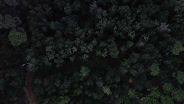 Toma con dron cenital giratoria de arboles en un bosque oscuro a la sombra. 