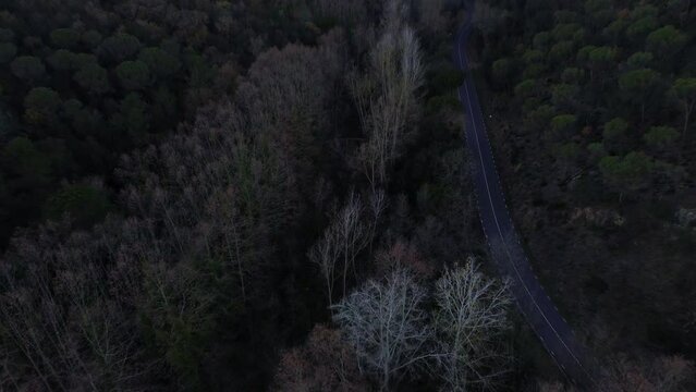 Toma con dron acerc&aacute;ndose a unos arboles en un bosque oscuro a la sombra con arboles blancos, carretera de fondo.