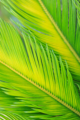 Green yelllow tropical palm trees with lush foliage. Abstract  background. Lines and textures of green Palm leaves. Palm leaf for background. Jungle foliage. Ttropical background. Ornamental plant