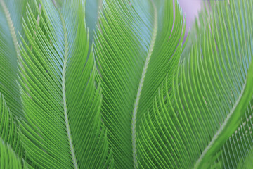 Abstract texture background.  Palm leaf. Beautiful light shadow on a large Palm leaves. Tropical...