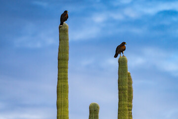 Harris Hawks in the desert. Flying and landing on saguaro cactus's in Northern Arizona, America, USA.