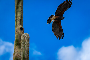 Harris Hawks in the desert. Flying and landing on saguaro cactus's in Northern Arizona, America, USA.