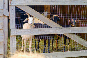 The cattle on the farm seem content, but the sad goat behind the fence reminds us of the harsh realities of agriculture.