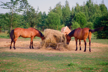 Fototapeta premium The herd of horses feeds on the fresh hay in the field, enjoying the warm summer day on the rural ranch.