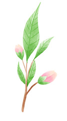 Watercolor branch tree cherry blossom hand drawn illustration summer leaves pink flower spring