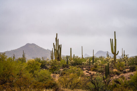Rainy Weather in the Central Arizona Desert, America, USA. © jon manjeot