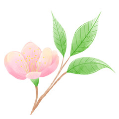 Watercolor branch tree cherry blossom hand drawn illustration summer leaves pink flower spring