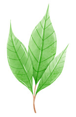 Watercolor branch tree cherry blossom hand drawn illustration summer leaves pink flower spring