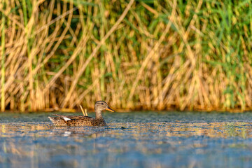 Frieze duck or Mareca strepera, anseriform bird of the Anatidae family.