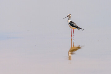 The common stilt or Himantopus himantopus, black-faced bird of the Recurvirostridae family.