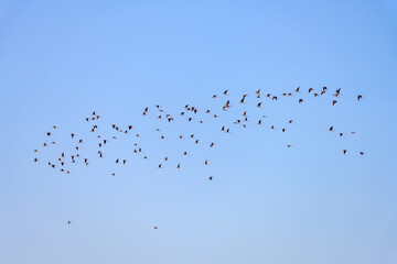 Flock of Common Stilt or Himantopus himantopus, in flight.