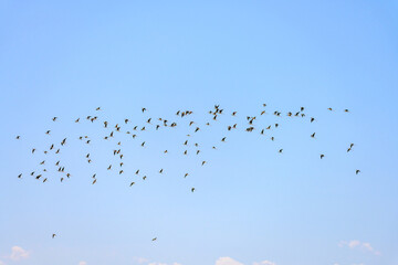 Flock of Common Stilt or Himantopus himantopus, in flight.