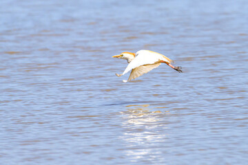 Crab-eating egret or Ardeola ralloides, is a species of pelecaniformes bird in the family Ardeidae.
