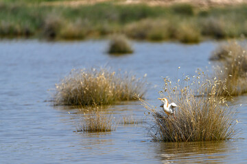 Crab-eating egret or Ardeola ralloides, is a species of pelecaniformes bird in the family Ardeidae.