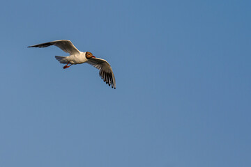 Black-headed Gull or Chroicocephalus ridibundus, in flight.