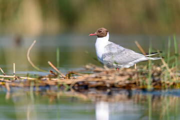 The black-headed gull or Chroicocephalus ridibundus, is a black-faced bird of the family Laridae.