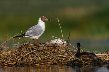 The black-headed gull or Chroicocephalus ridibundus, inside the nest.