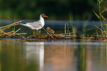 The black-headed gull or Chroicocephalus ridibundus, is a black-faced bird of the family Laridae.