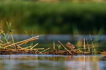 The black-headed gull or Chroicocephalus ridibundus, is a black-faced bird of the family Laridae.