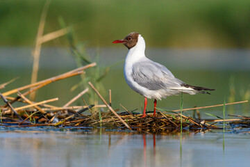 The black-headed gull or Chroicocephalus ridibundus, is a black-faced bird of the family Laridae.