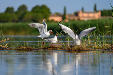 The black-headed gull or Chroicocephalus ridibundus, is a black-faced bird of the family Laridae.