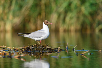 The black-headed gull or Chroicocephalus ridibundus, is a black-faced bird of the family Laridae.