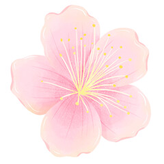 Watercolor branch tree cherry blossom hand drawn illustration summer leaves pink flower spring