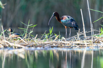 Common Morito or Plegadis falcinellus, pelecaniformes bird of the family Threskiornithidae.