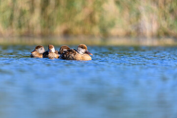 Red duck or Netta rufina, is a species of anseriform bird in the family Anatidae.