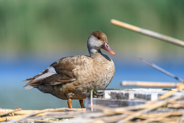 Red duck or Netta rufina, is a species of anseriform bird in the family Anatidae.