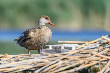 Red duck or Netta rufina, is a species of anseriform bird in the family Anatidae.