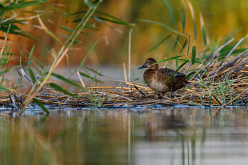 American porron or Aythya Americana, is a species of anseriform bird in the Anatinae family.