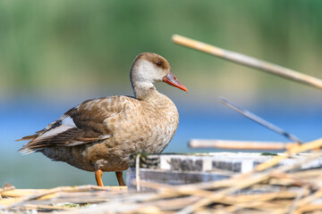 Red duck or Netta rufina, is a species of anseriform bird in the family Anatidae.