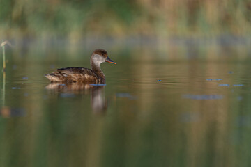 Red duck or Netta rufina, is a species of anseriform bird in the family Anatidae.