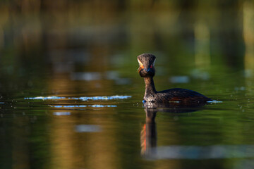 Black-necked Grebe or Podiceps nigricollis, podicipediform bird of the family Podicipedidae.