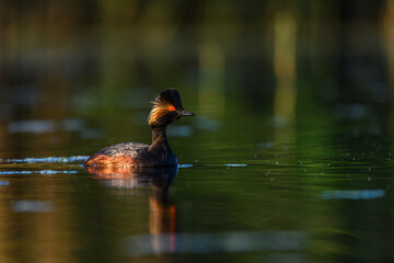 Black-necked Grebe or Podiceps nigricollis, podicipediform bird of the family Podicipedidae.