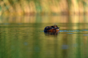 Black-necked Grebe or Podiceps nigricollis, podicipediform bird of the family Podicipedidae.