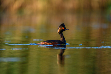 Black-necked Grebe or Podiceps nigricollis, podicipediform bird of the family Podicipedidae.