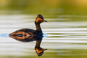 Image of Black-necked Grebe or Podiceps nigricollis, podicipediform bird of the family Podicipedidae. printed on Printed Glass Splashbacks