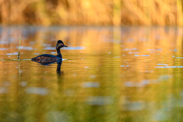 Black-necked Grebe or Podiceps nigricollis, podicipediform bird of the family Podicipedidae.